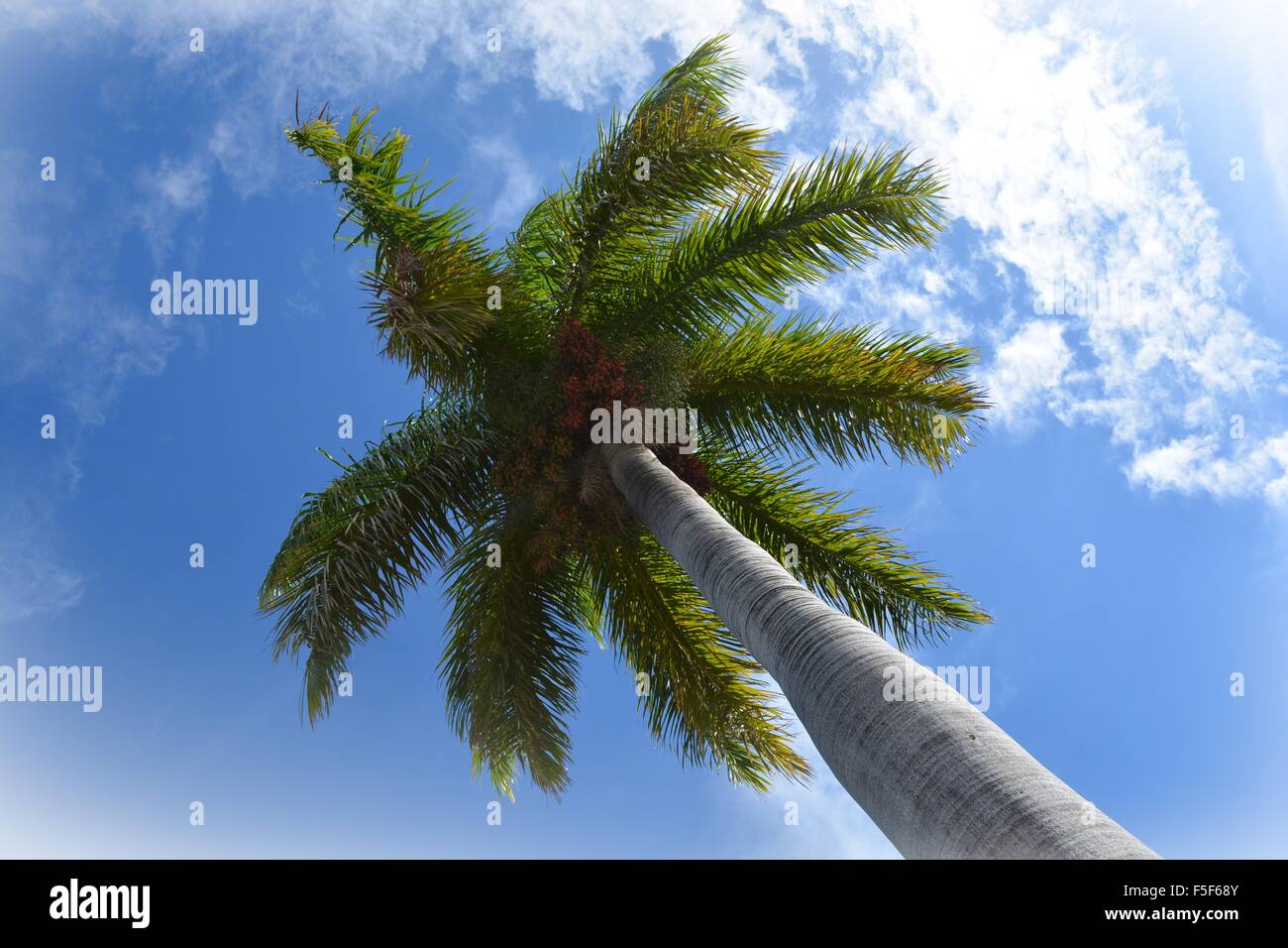 single tall palm tree photographed from below against the Cuban sky in the Plaza Mayor in Trinidad Stock Photo