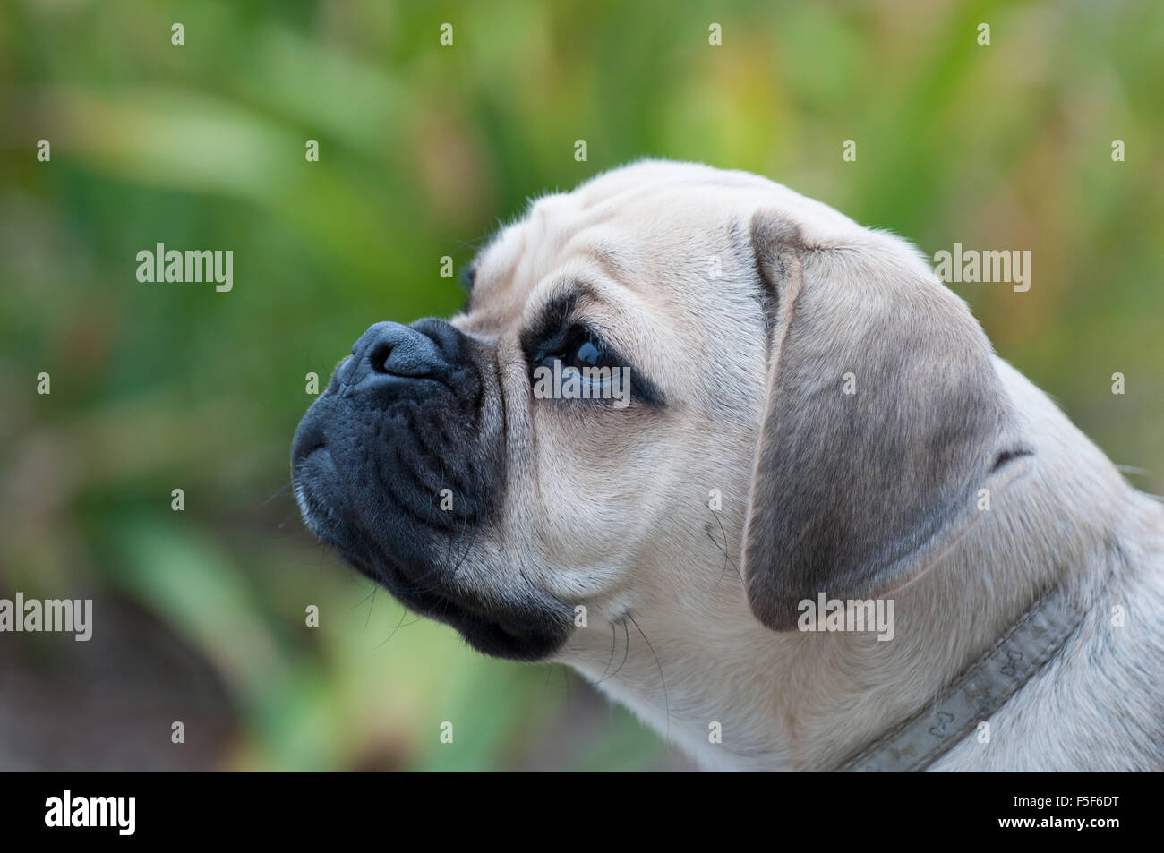 Profile photograph of 6 month old puggle dog (Beagle and Pug crossbreed) Stock Photo