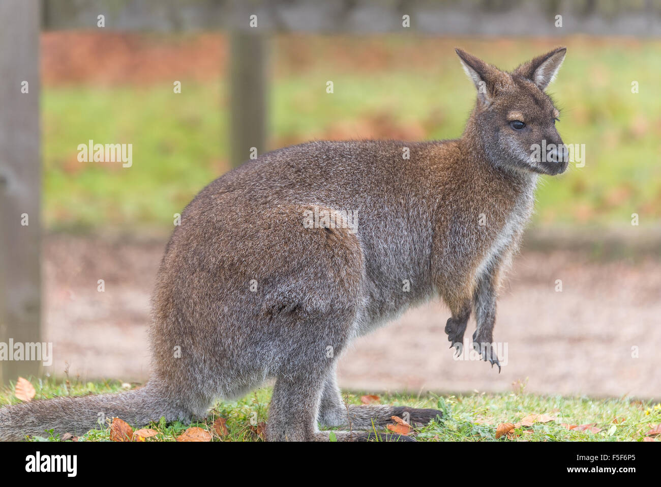 Red Necked Wallaby at Dudley Zoo West Midlands UK Stock Photo