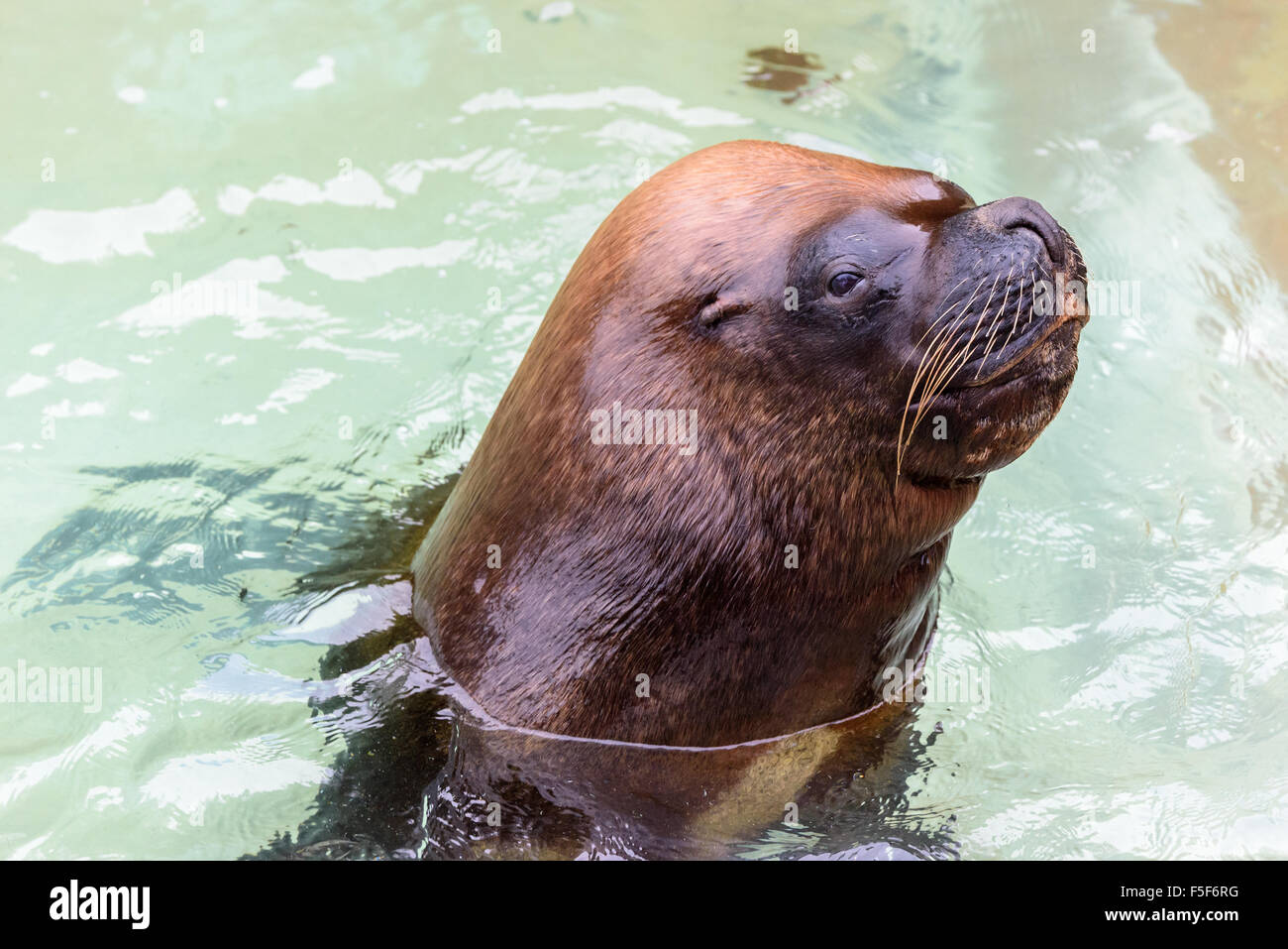 A Patagonian Sea Lion swimming at Dudley Zoo west Midlands UK Stock ...