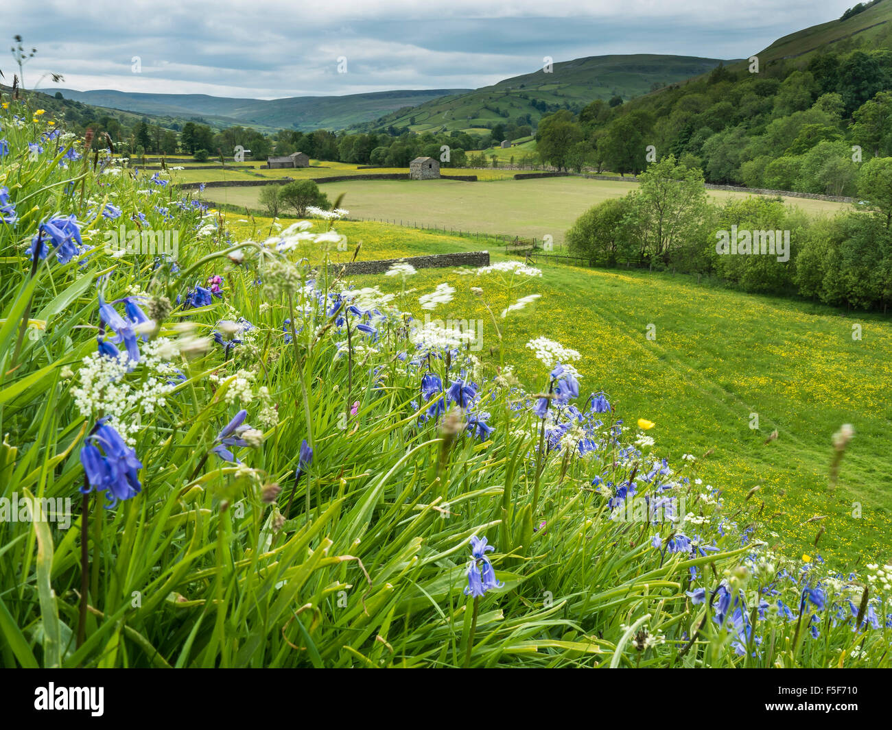 Wild Flower Meadow at Muker, Swaledale Yorkshire Dales National Park Stock Photo