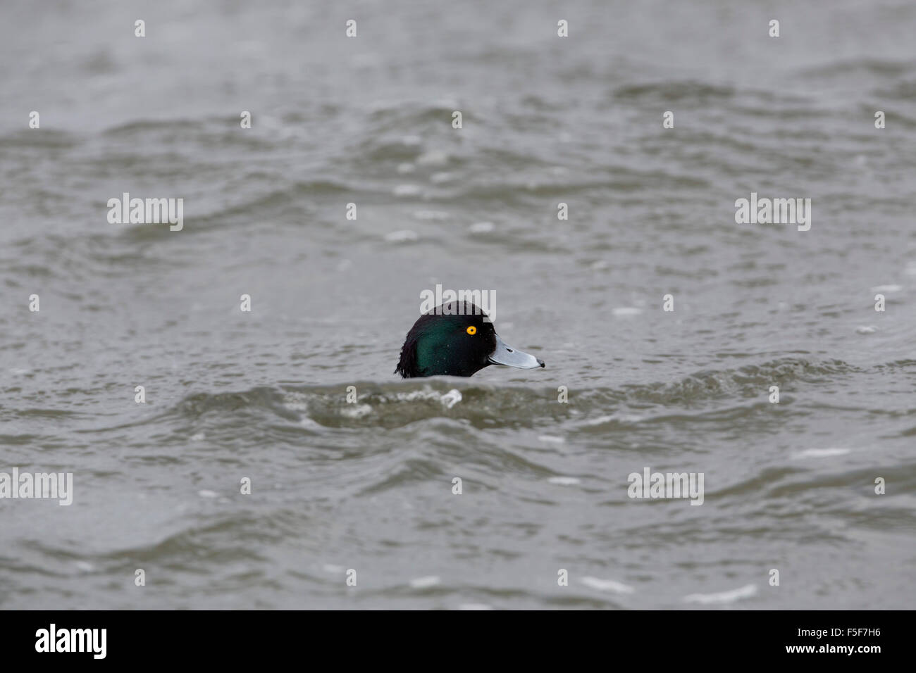 Tufted Duck; Aythya fuligula Single Male; Cornwall; UK Stock Photo
