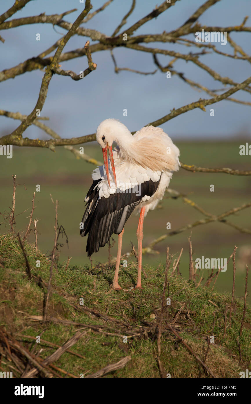 White Stork; Ciconia ciconia Single Preening Captive; UK Stock Photo