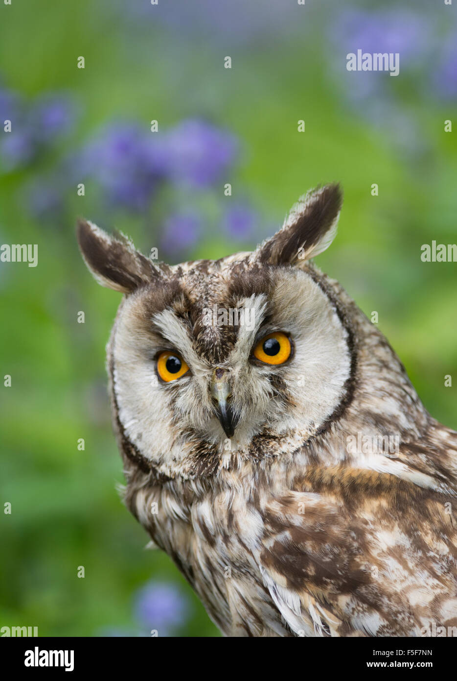 Long-eared owl (asio otus), United Kingdom Stock Photo