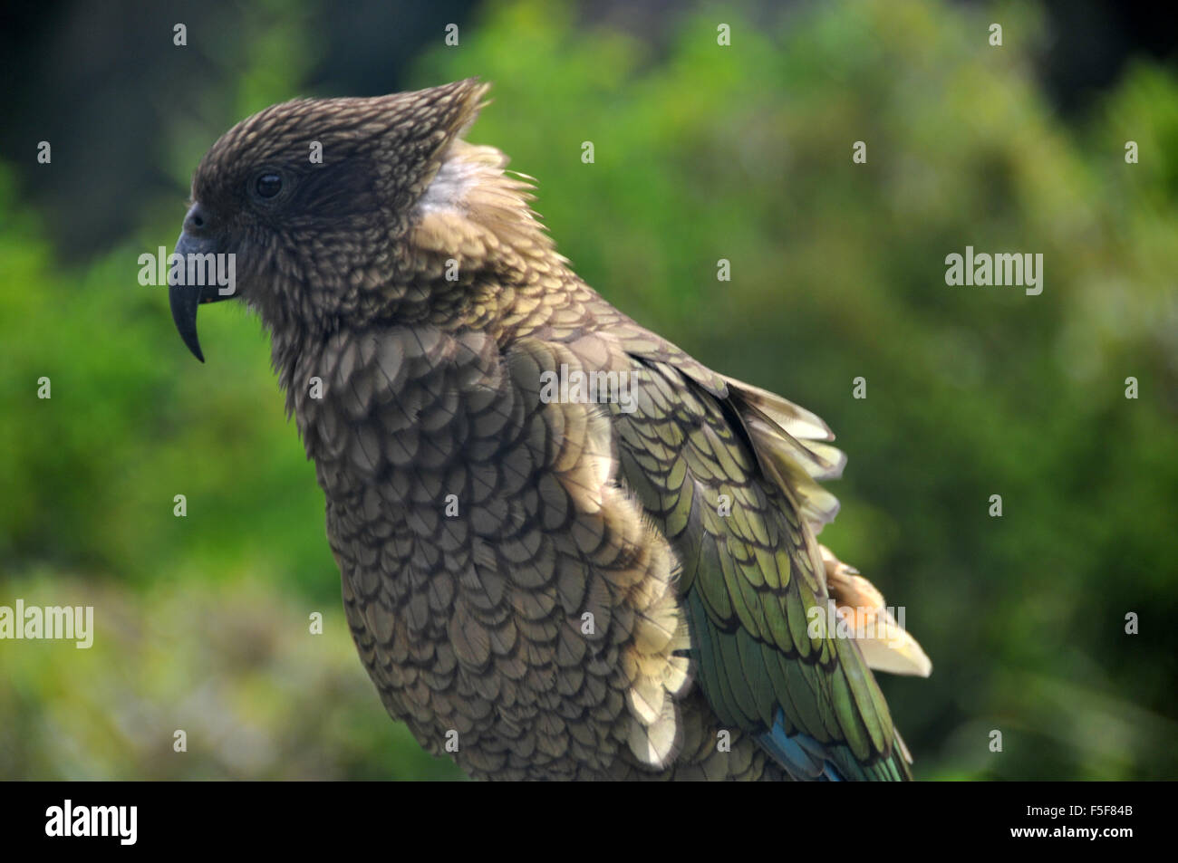 Kea bird, Nestor notabilis, only alpine parrot in the world and endemic of New Zealand, Arthur's Pass, South Island, New Zealand Stock Photo