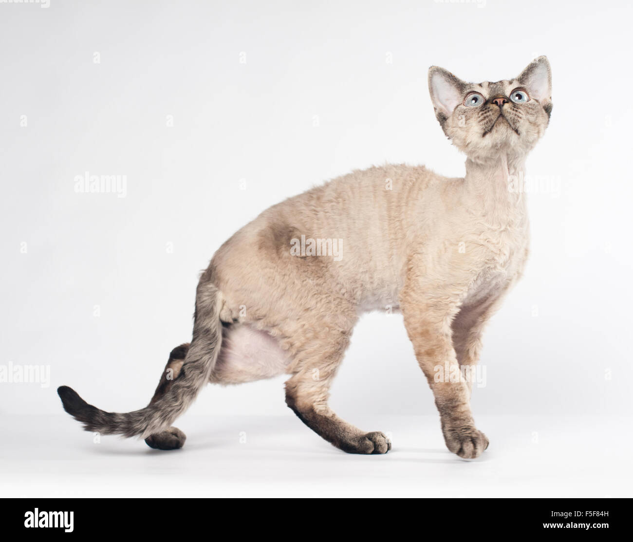 Devon rex cat on white background Stock Photo