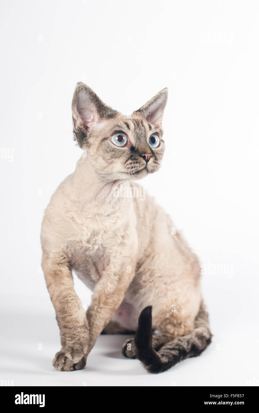 Devon rex cat on white background Stock Photo
