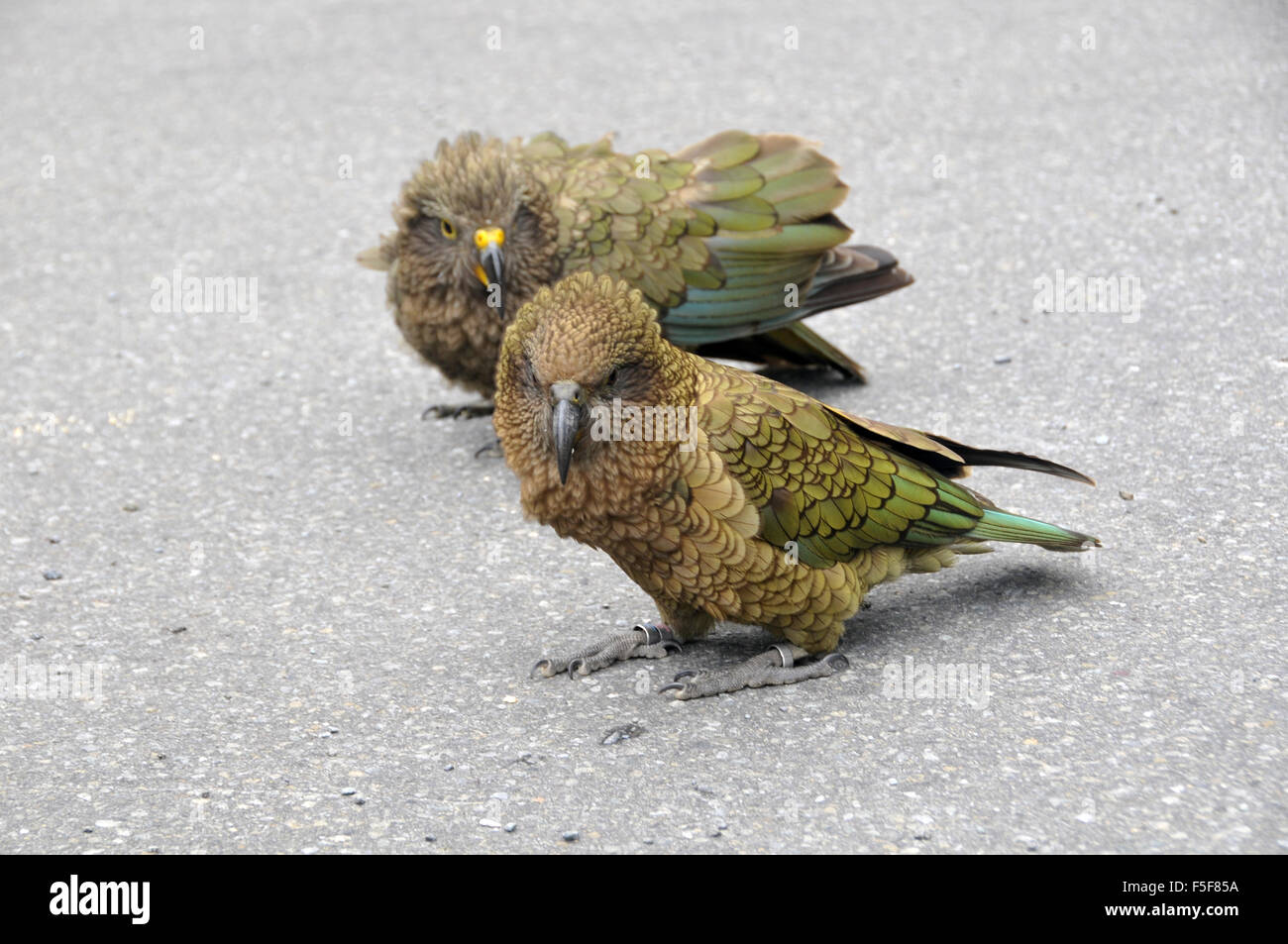 Kea birds, Nestor notabilis, only alpine parrot in the world, endemic of New Zealand, Arthur's Pass, South Island, New Zealand Stock Photo
