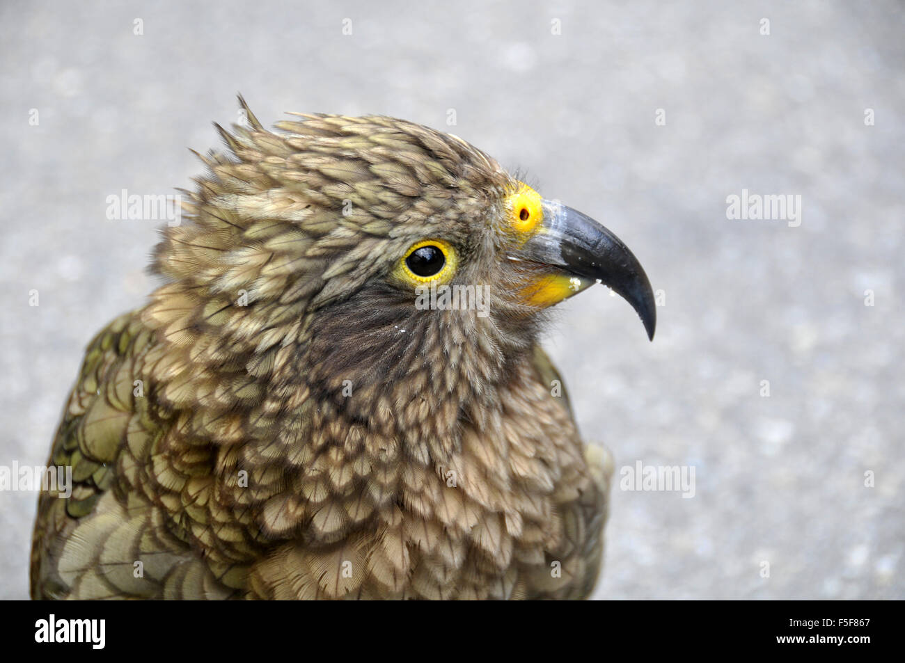 Kea bird, Nestor notabilis, only alpine parrot in the world and endemic ...