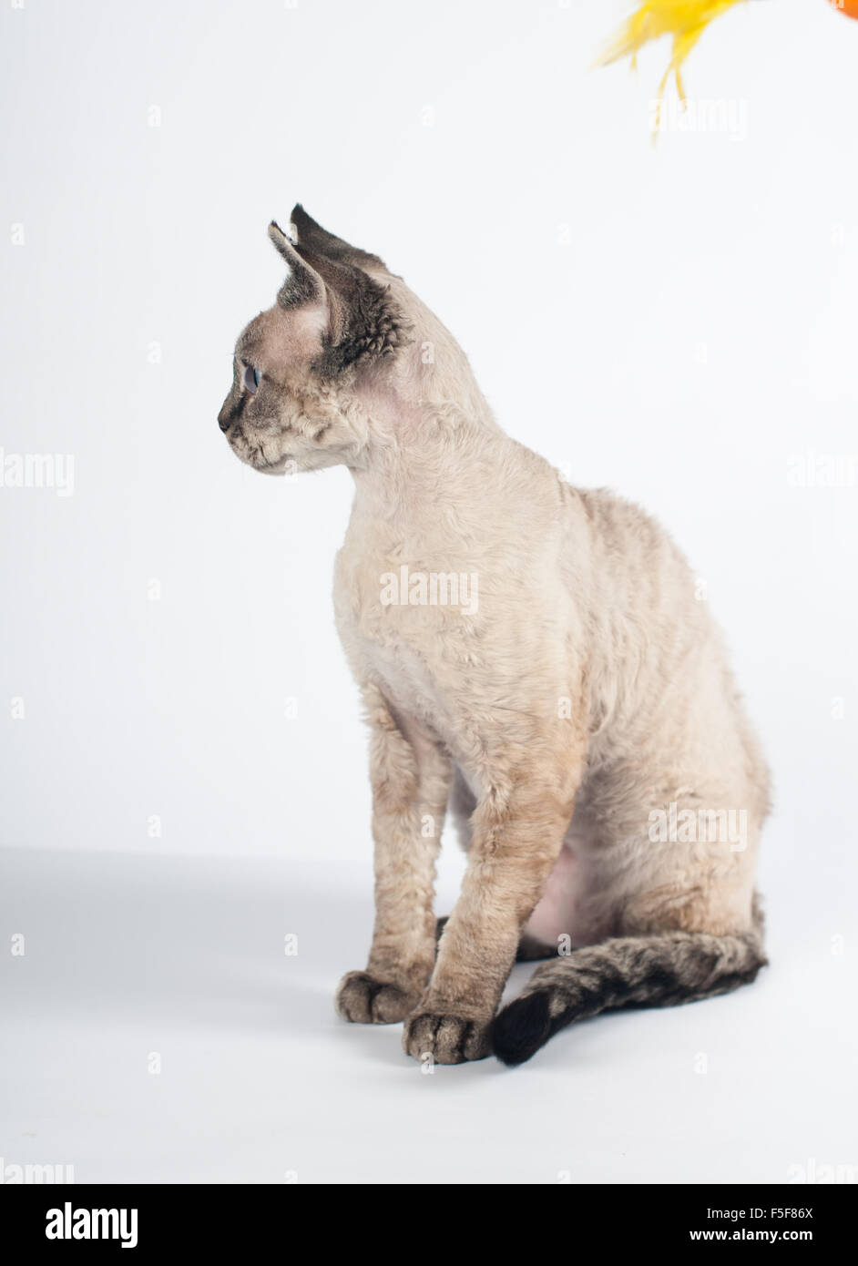 Devon rex cat on white background Stock Photo