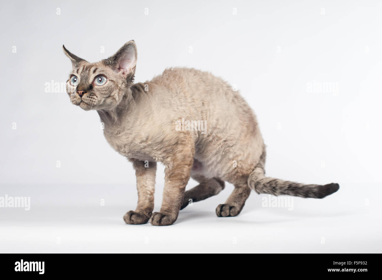 Devon rex cat on white background Stock Photo