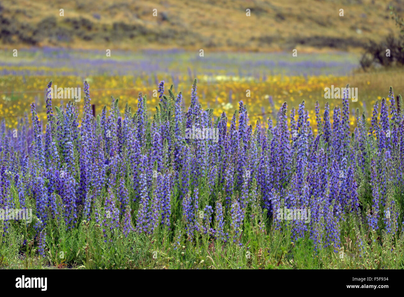 Wild yellow flowers, and Flowering lupines, Lupinus polyphyllus, at the Kura Tawhiti Conservation Area, New Zealand Stock Photo