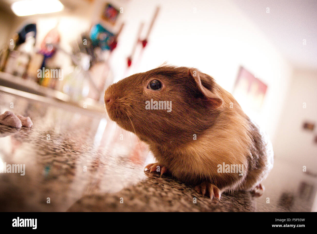 guinea pig close up. Stock Photo