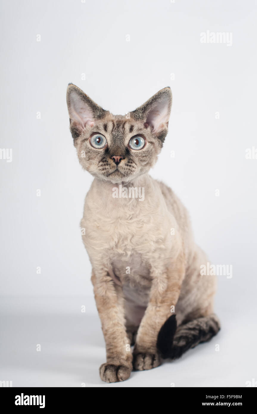 Devon rex cat on white background Stock Photo