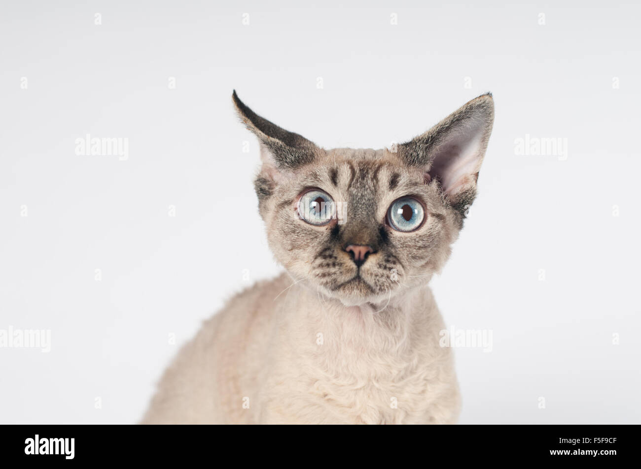 Devon rex cat on white background Stock Photo