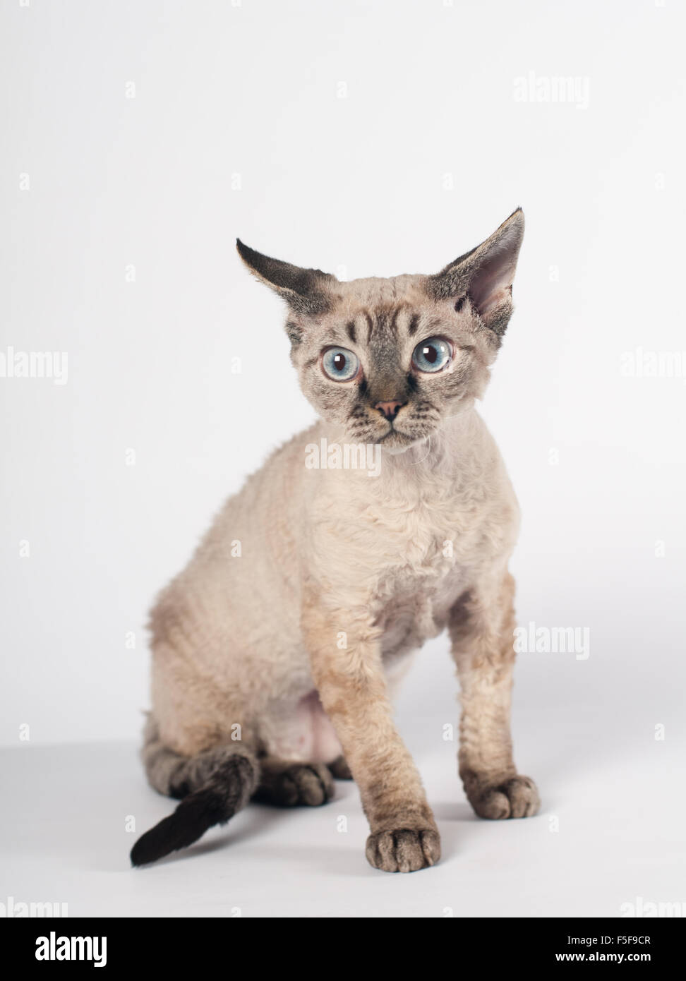 Devon rex cat on white background Stock Photo