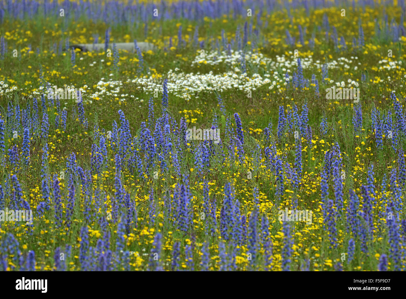 Wild yellow and white flowers, and Flowering lupines, Lupinus polyphyllus, at the Kura Tawhiti Conservation Area, New Zealand Stock Photo
