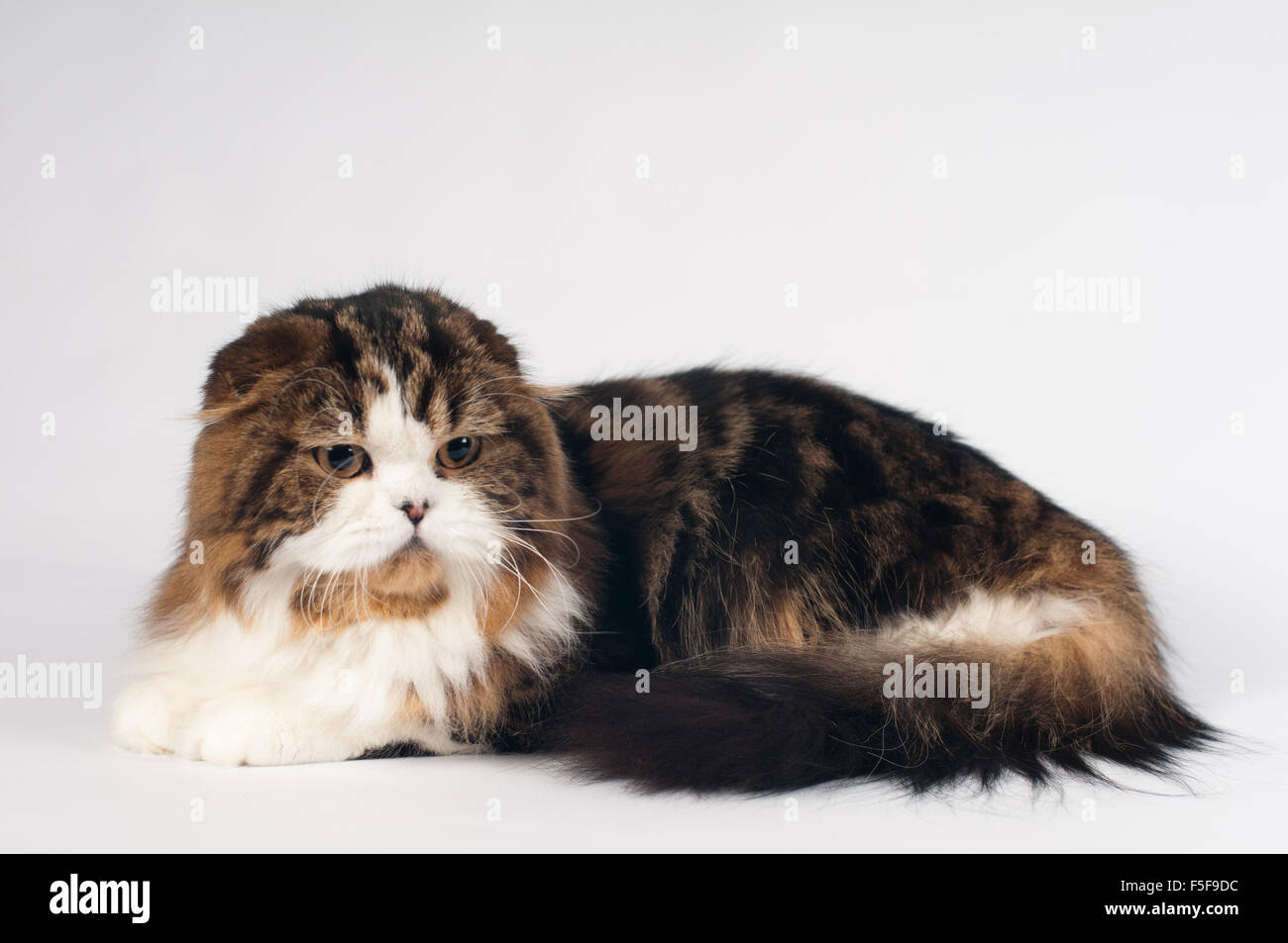 Scottish fold Highland Straight cat portrait Stock Photo