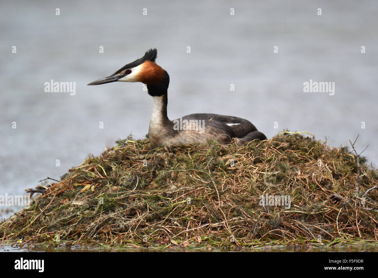 Australasian crested grebe, Podiceps cristatus australis, South Island, New Zealand Stock Photo