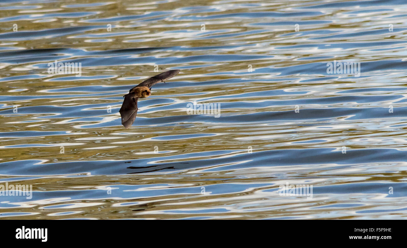 Big Horseshoe Nose High Resolution Stock Photography and Images Alamy