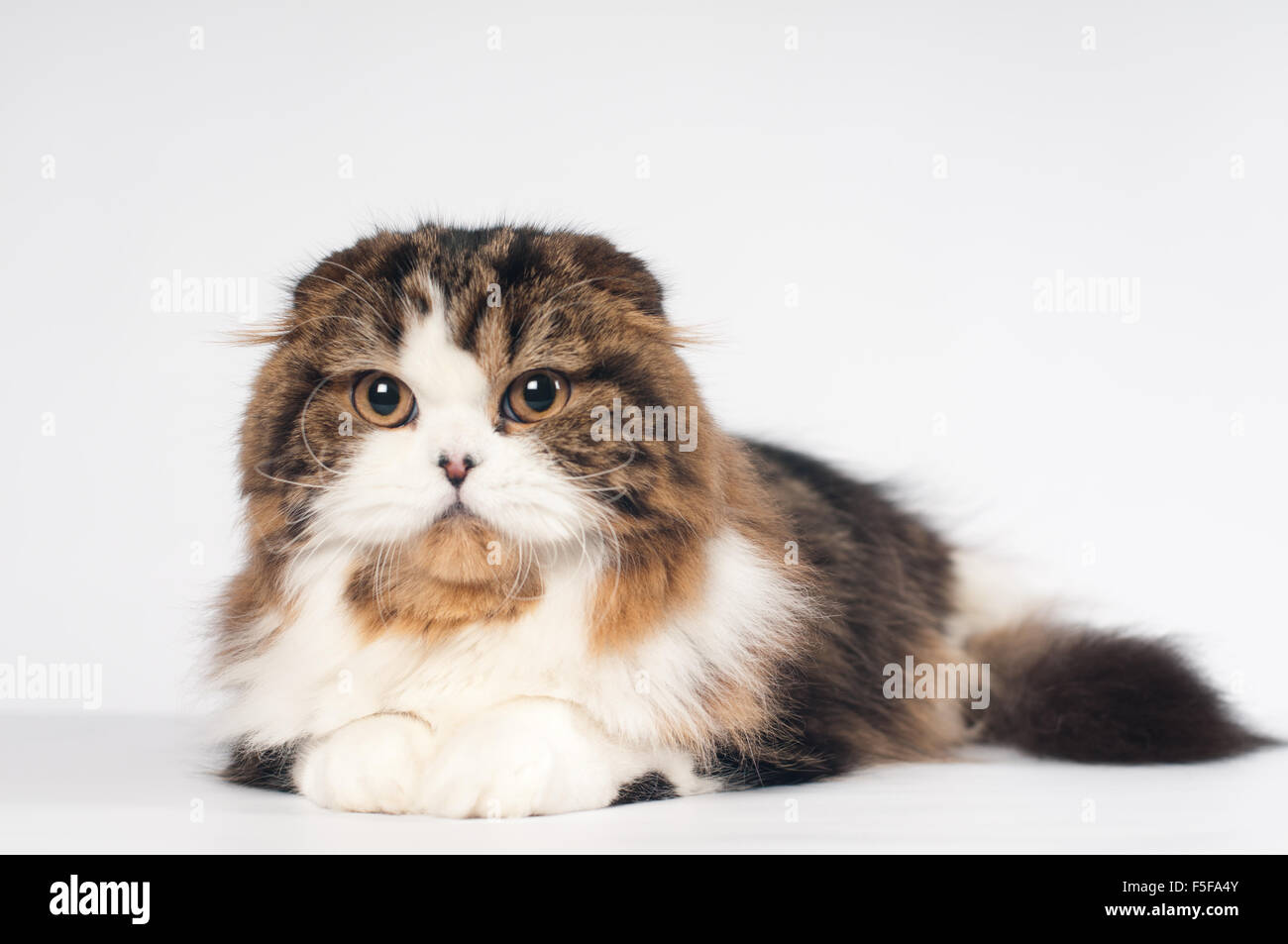 Scottish fold Highland Straight cat portrait Stock Photo