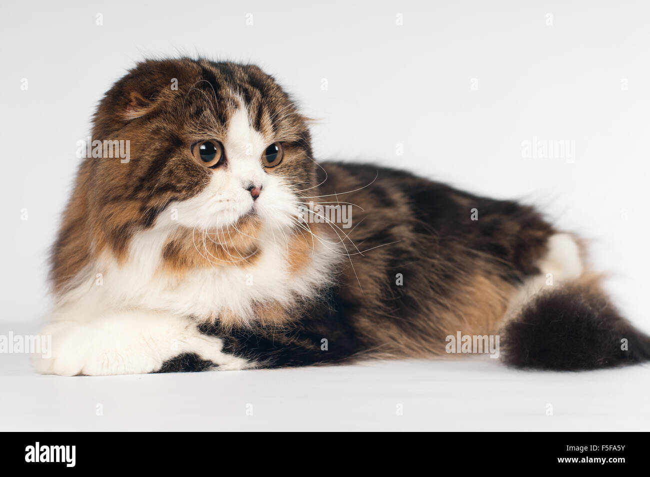 Scottish fold Highland Straight cat portrait Stock Photo
