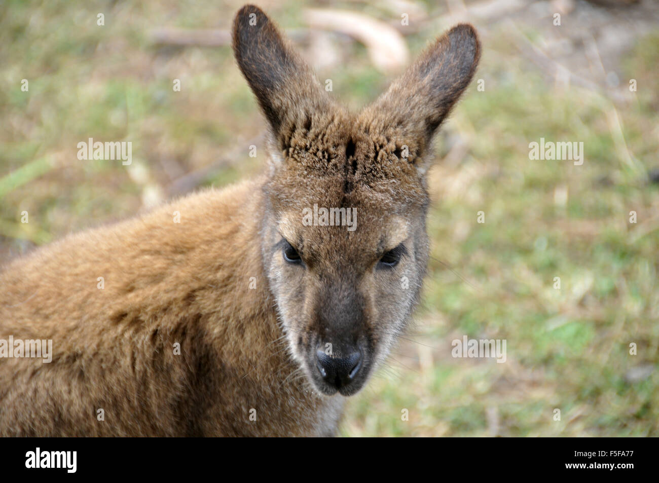 Wallaby, family Macropodidae, Kaikoura Farm Park, Kaikoura, South Island, New Zealand Stock Photo