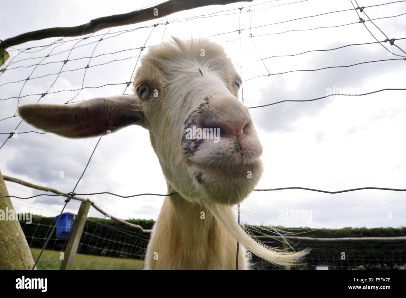 Domesticated goat, Capra aegragus, at the Kaikoura Farm Park, Kaikoura, South Island, New Zealand Stock Photo