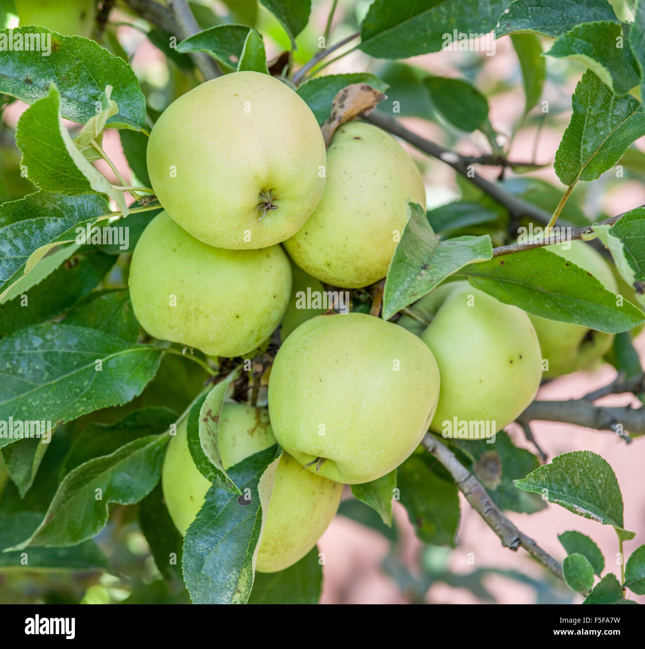 Ripe Golden Delicious apples on the tree. Closeup shot. Stock Photo