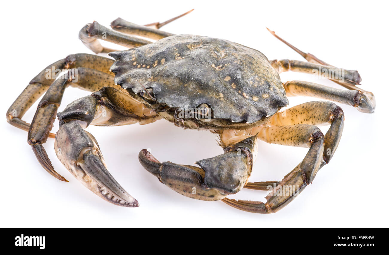 Carcinus maenas -edible alive crab isolated on a white background. Stock Photo