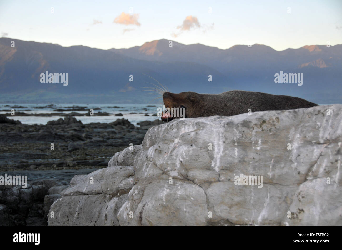 New Zealand fur seal or kekeno, Arctocephalus forsteri, Kaikoura Peninsula, Kaikoura, South Island, New Zealand Stock Photo