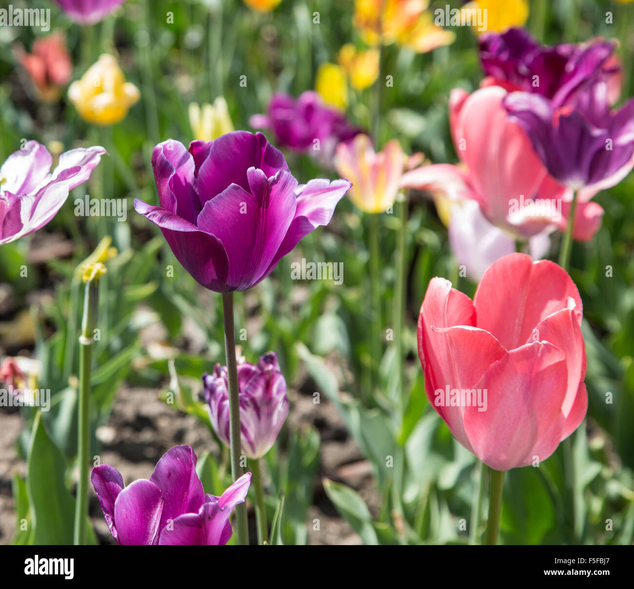 Colorful tulips Close-up shot. Nature background. Stock Photo
