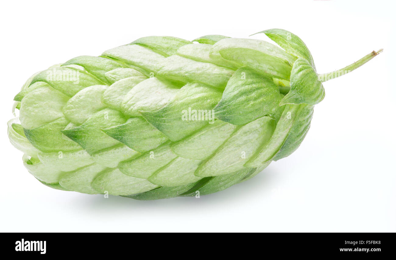 Hop cones. Isolated on white background. Stock Photo