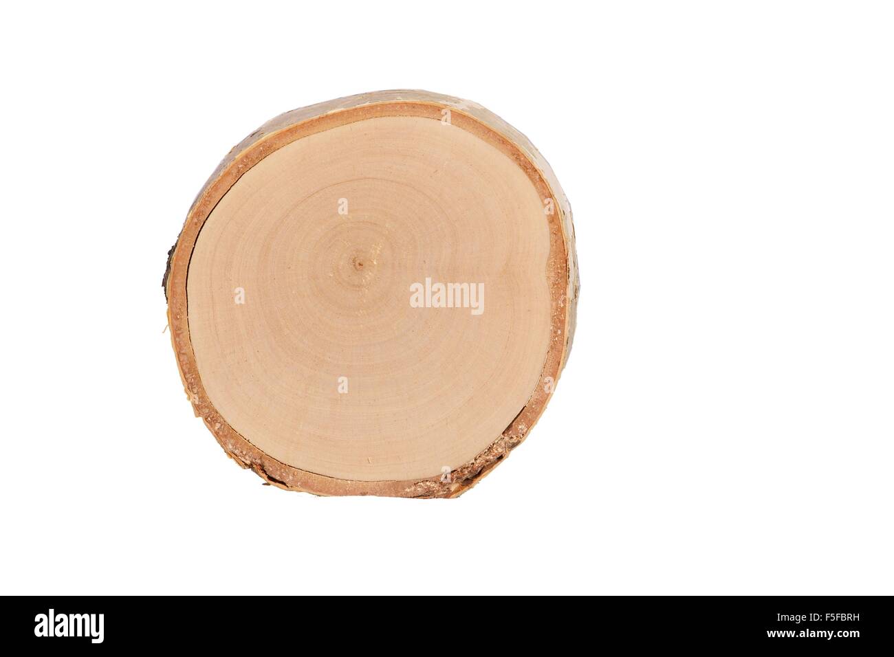 detailed sectional view of the tree (white background Stock Photo - Alamy