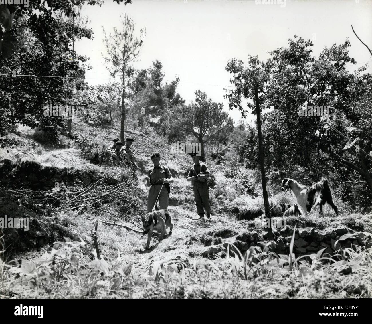 1967 - Men of the Royal Fusiliers led by a Tracker Dog ''Hornet'' make their way through ''Sspect'' territory in Cyprus. © Keystone Pictures USA/ZUMAPRESS.com/Alamy Live News Stock Photo