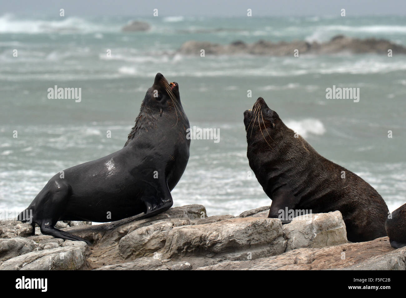 New Zealand fur seals or kekenos, Arctocephalus forsteri, Kaikoura Peninsula, Kaikoura, South Island, New Zealand Stock Photo