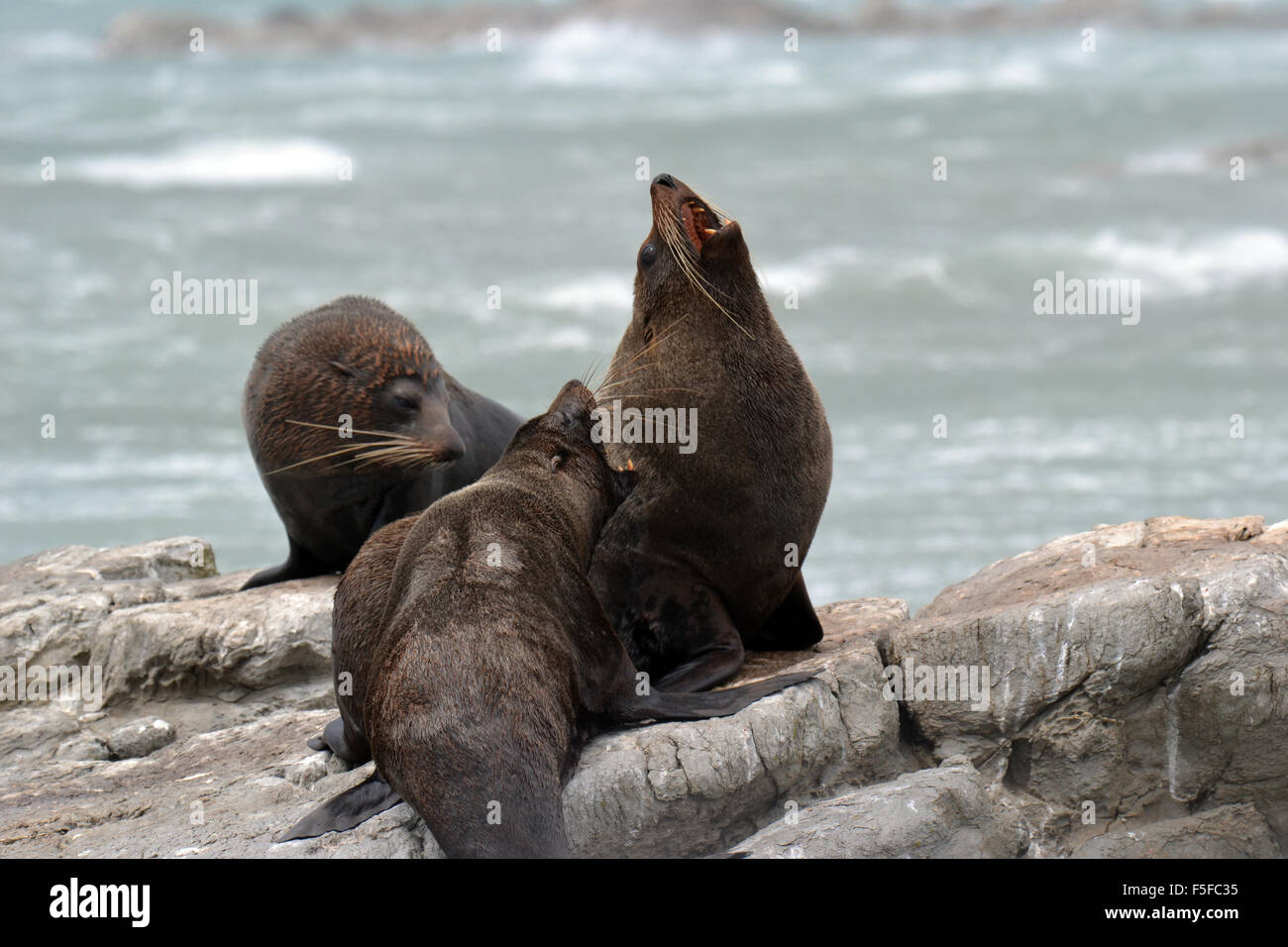 New Zealand fur seals or kekenos, Arctocephalus forsteri, Kaikoura Peninsula, Kaikoura, South Island, New Zealand Stock Photo