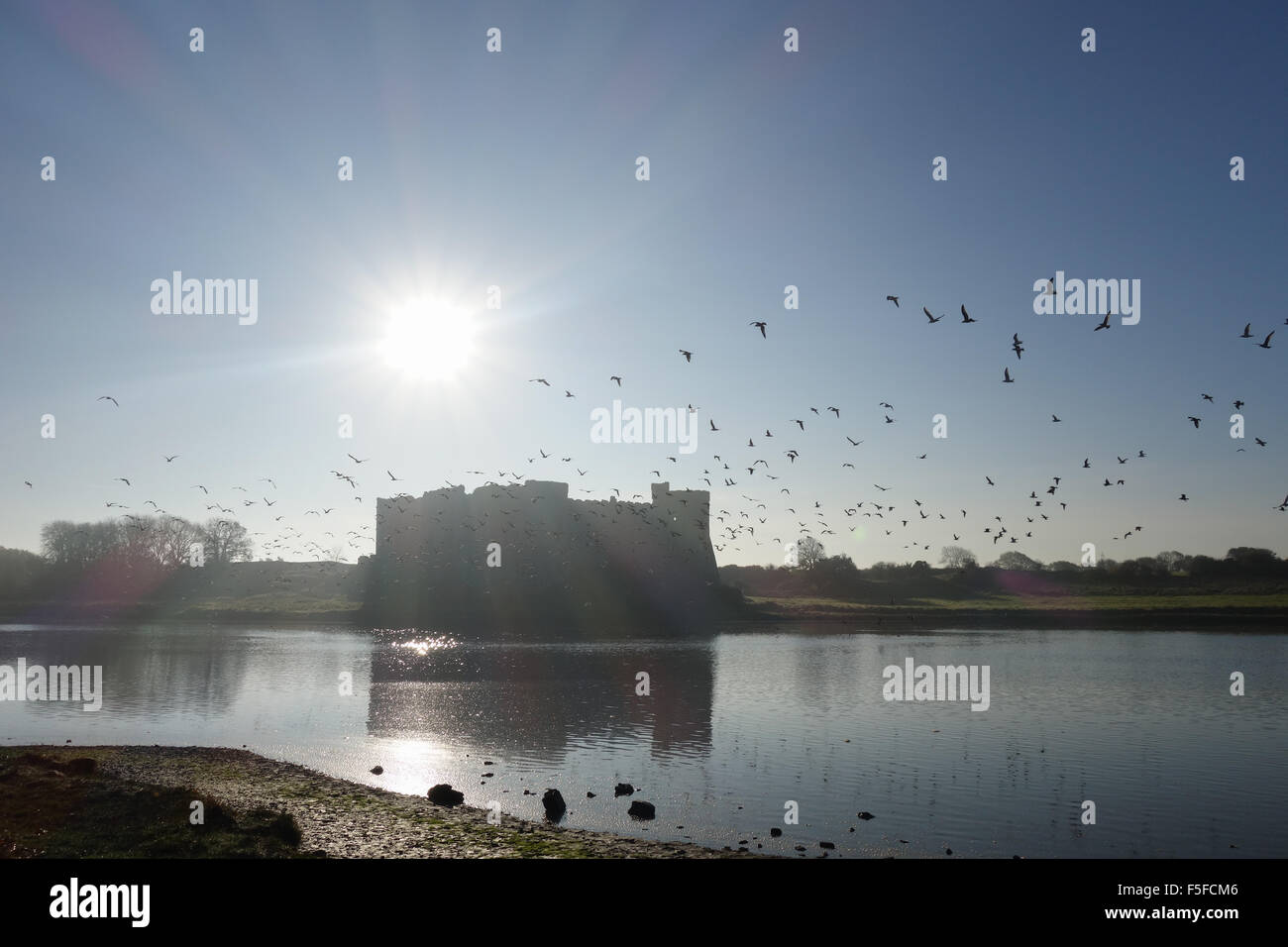 A flock of birds takes flight in front of Carew Castle, Carew, Pembrokeshire Stock Photo