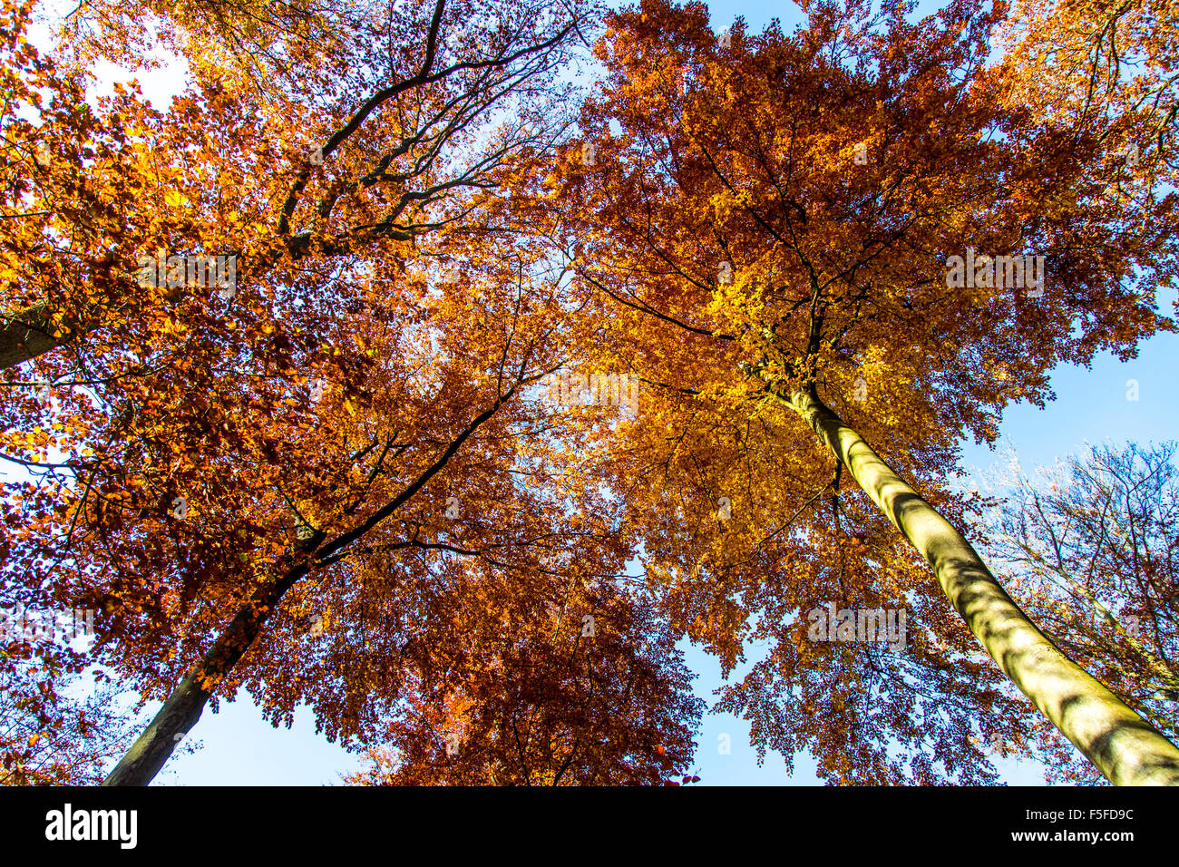 Forest in fall colors, autumn trees, foliage, near Boppard, Rhine valley, Germany Stock Photo