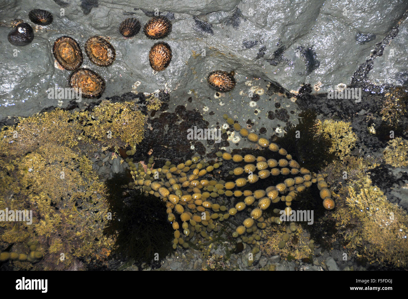 Algae and limpets in tide pool, Kaikoura, South Island, New Zealand Stock Photo