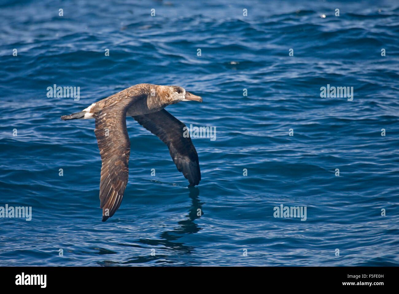 The Black-footed Albatross, Phoebastria nigripes in flight Stock Photo