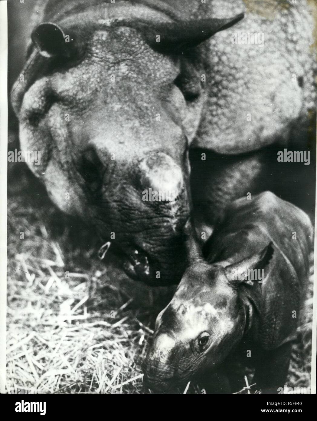 1957 - Another Baby Rhino Born at Basle Zoo: Rhinoceros breeding at the Basle Zoological Gardens is unique in the world which is fortunate because the rhinoceros of the Assam region is in danger of dying out. Since 1951 when Basle received the first couple of young rhinos, nine baby rhinoceros have been both there last one ten days ago. Photo shows the ninth rhinoceros to be born at Basle Zoo the event took place ten days ago pictured with his mother Joymothi © Keystone Pictures USA/ZUMAPRESS.com/Alamy Live News Stock Photo