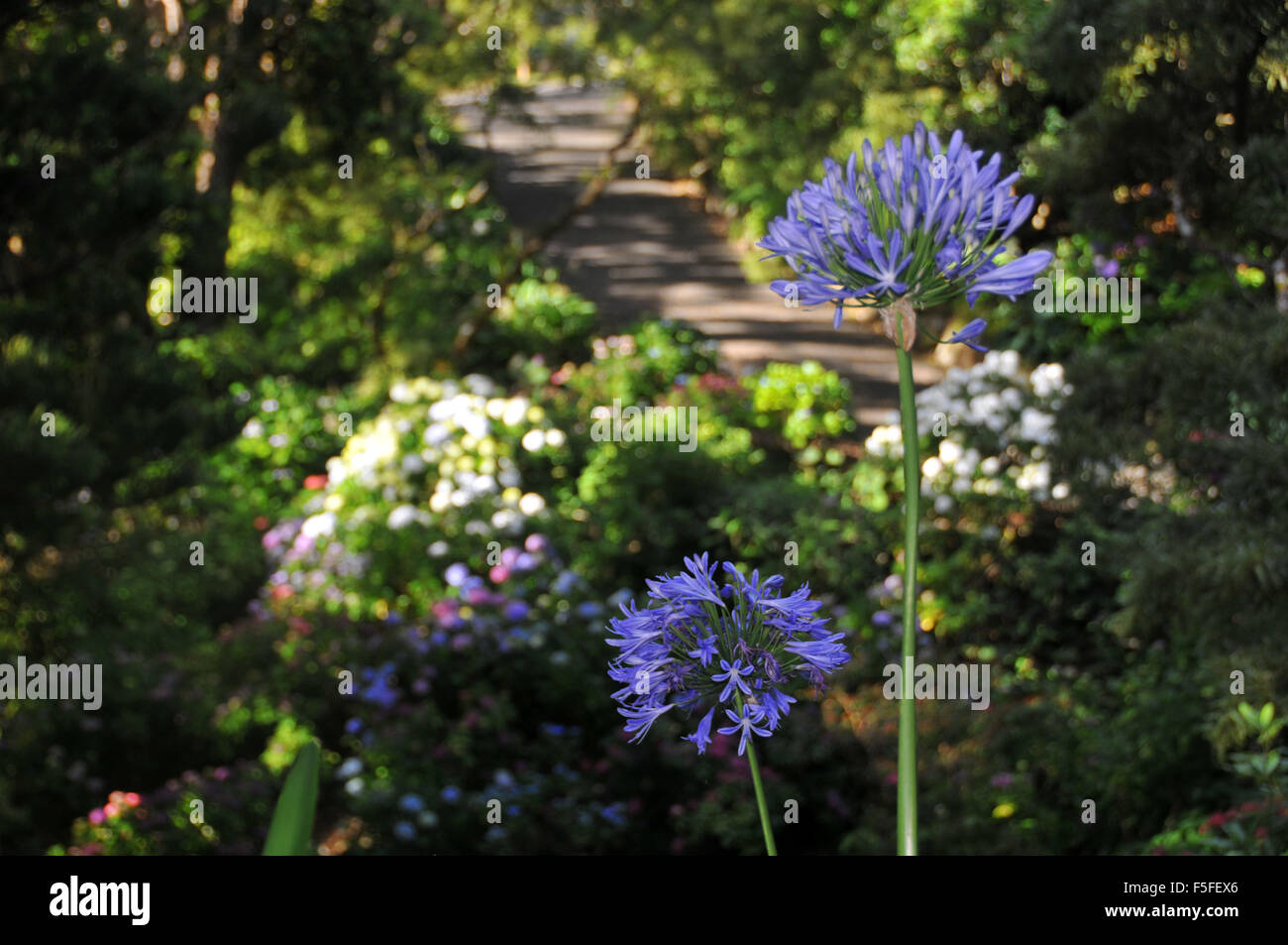 Flowers and path at Wellington Botanic Garden, Wellington, North Island