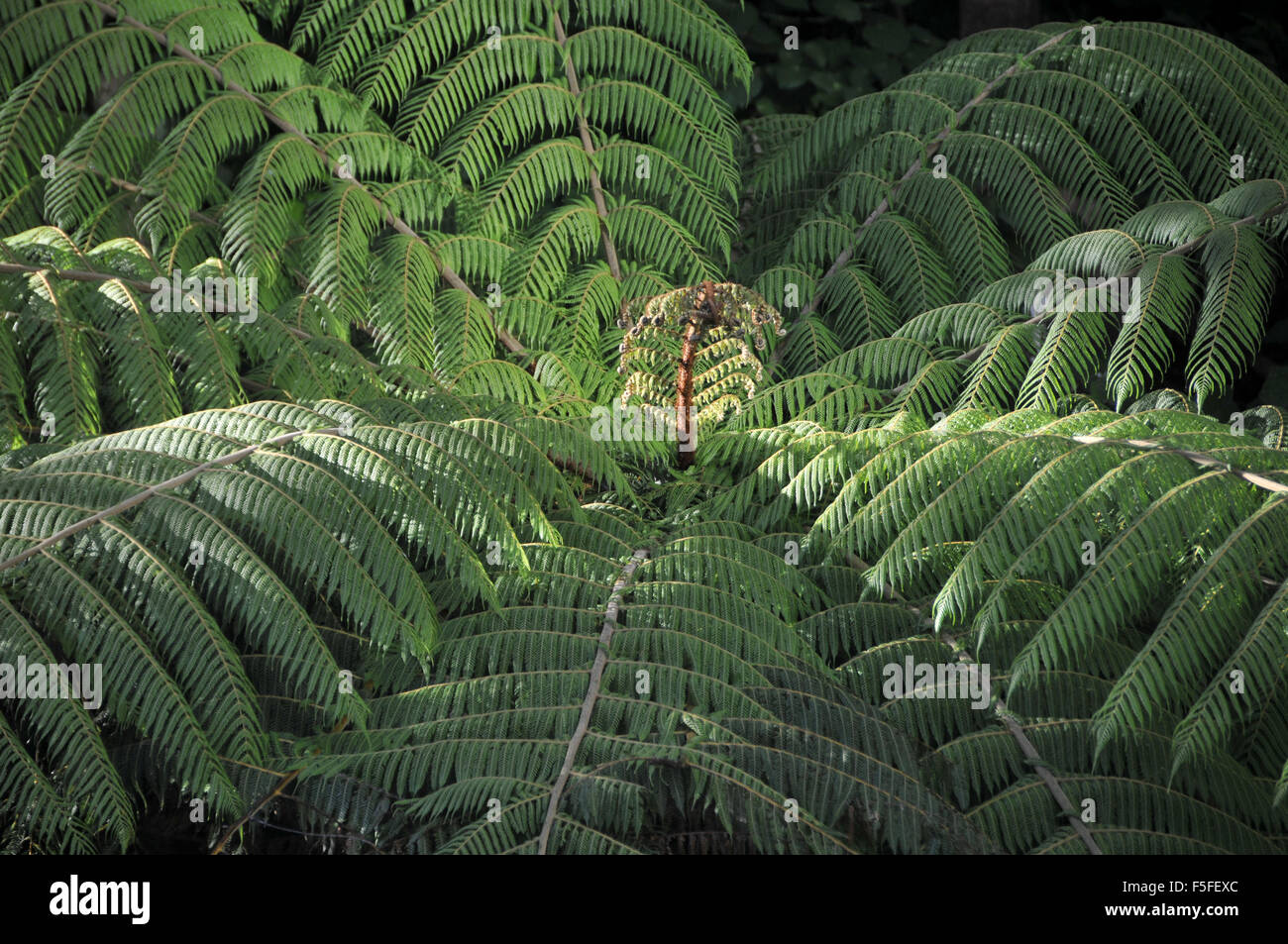 Tree fern, Cyathea sp., Wellington, North Island, New Zealand Stock Photo