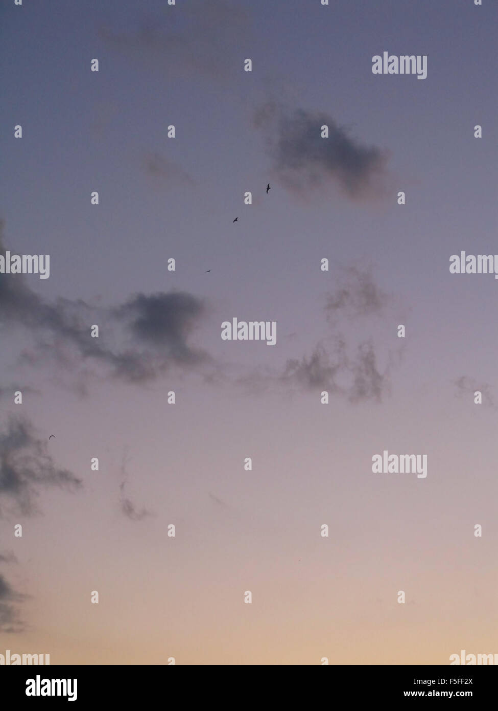 Two birds flying above clouds hi-res stock photography and images - Alamy