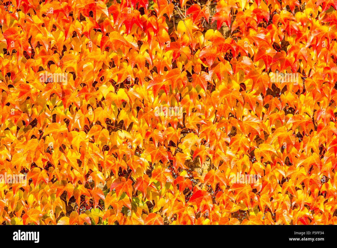 Red ivy leaves, fall autumn, Stock Photo