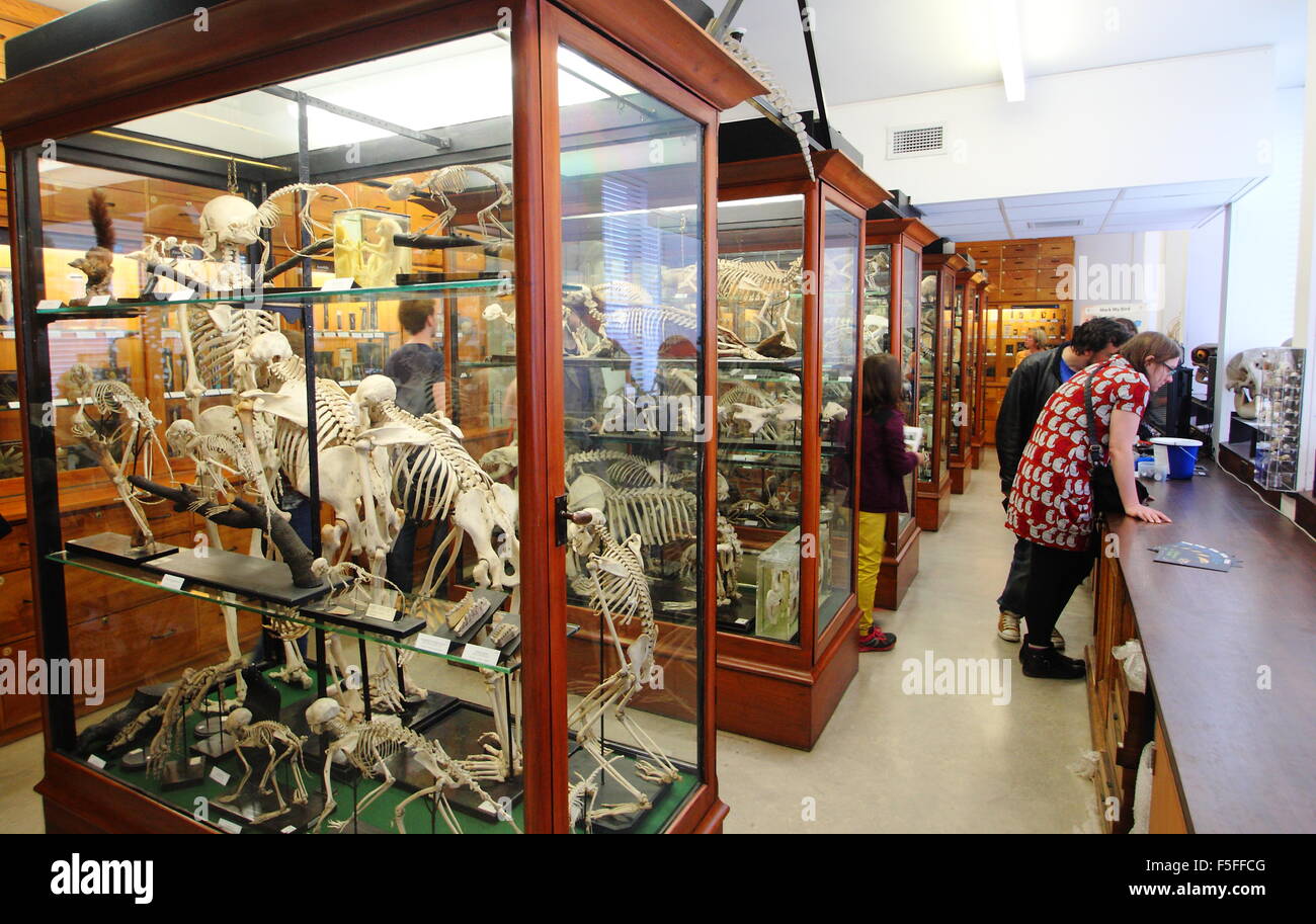 Visitors peruse zoological specimens on display in The Alfred Denny Museum, at the University of Sheffield, Yorkshire England UK Stock Photo