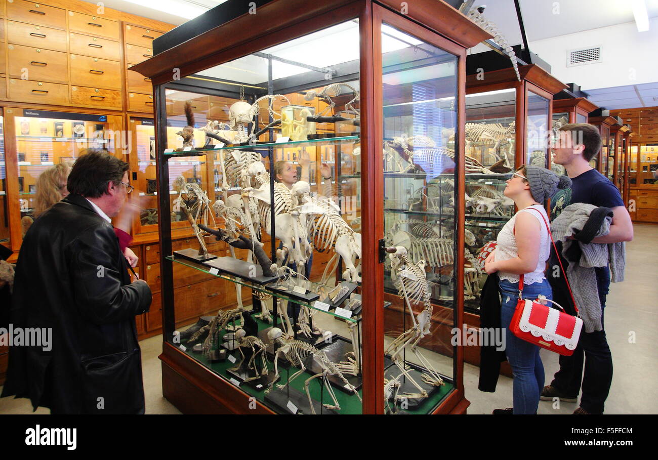 Visitors peruse zoological specimens on display in the Alfred Denny Museum at the University of Sheffield, Yorkshire England UK Stock Photo
