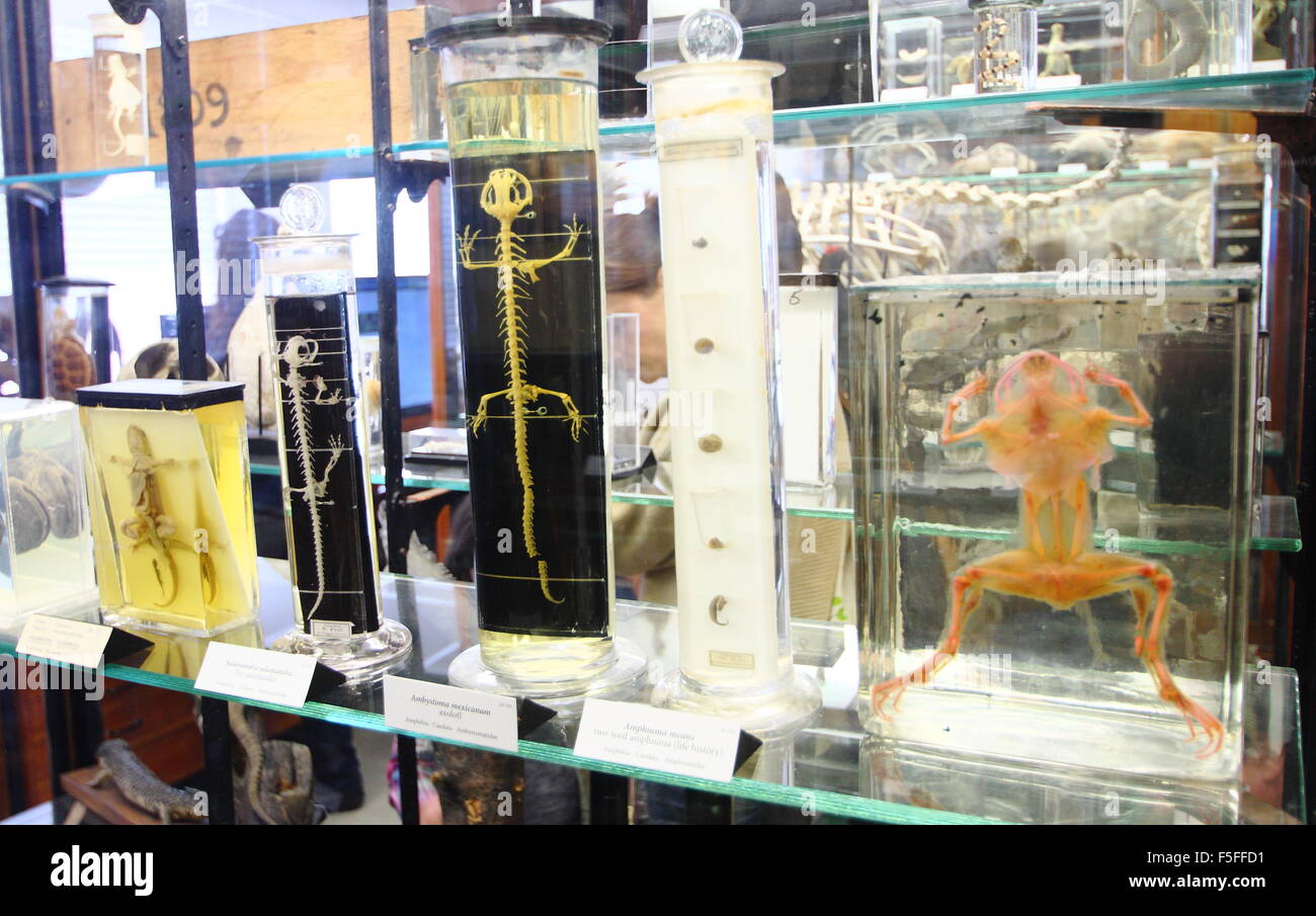 Preserved zoological specimens on display inside the Alfred Denny Museum at the University of