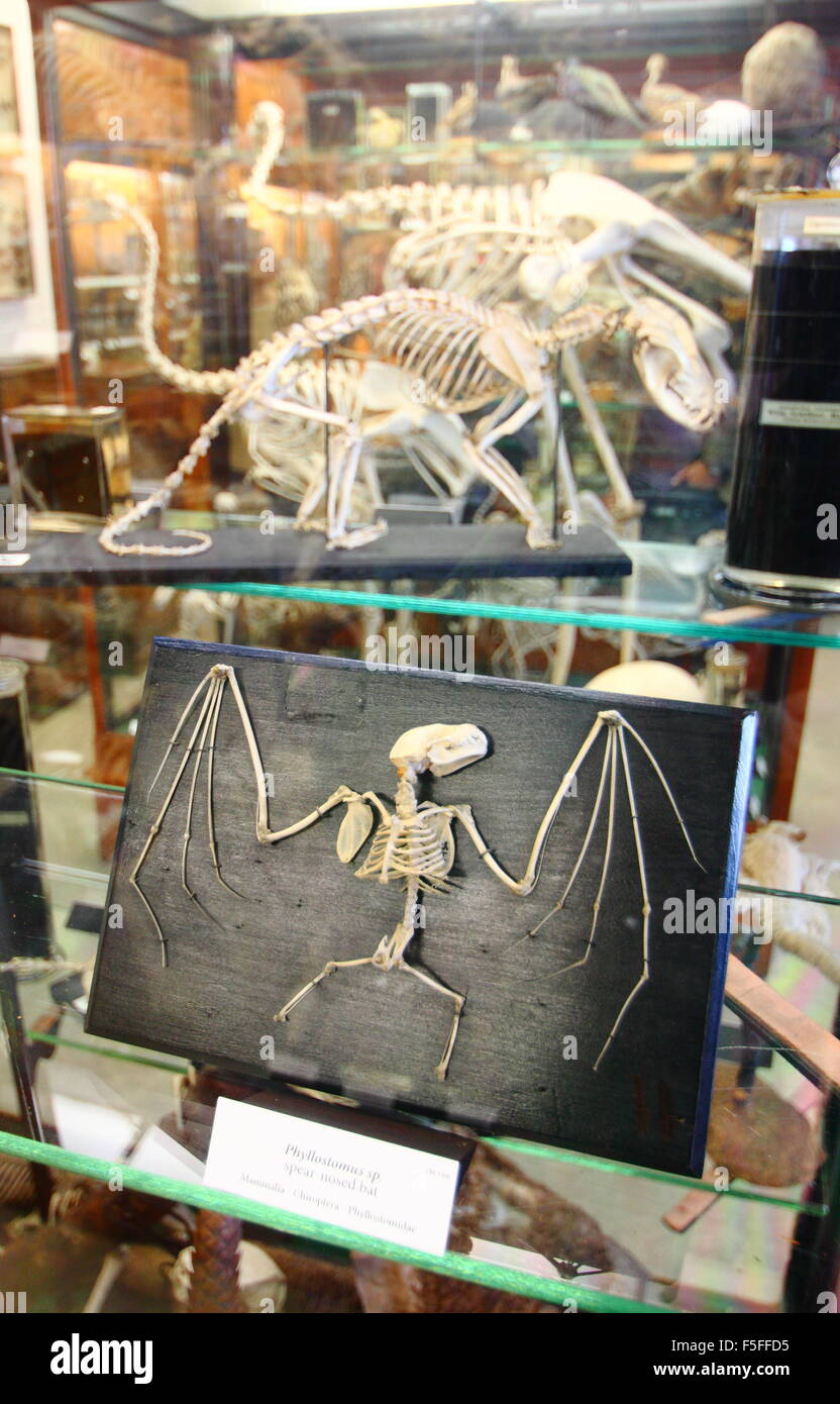 Zoological specimens on display inside the Alfred Denny Museum at the University of Sheffield
